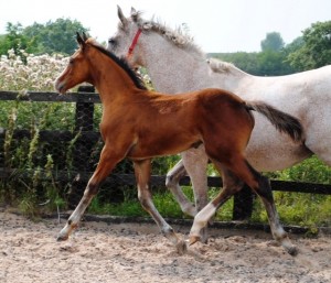 140811-2014 Bay Colt Royal Classic x Don Juan (Cora's Foal )-1