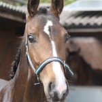 187-2012 Colt by Royal Classic out of a Sandro Hit mare (Bobilis)